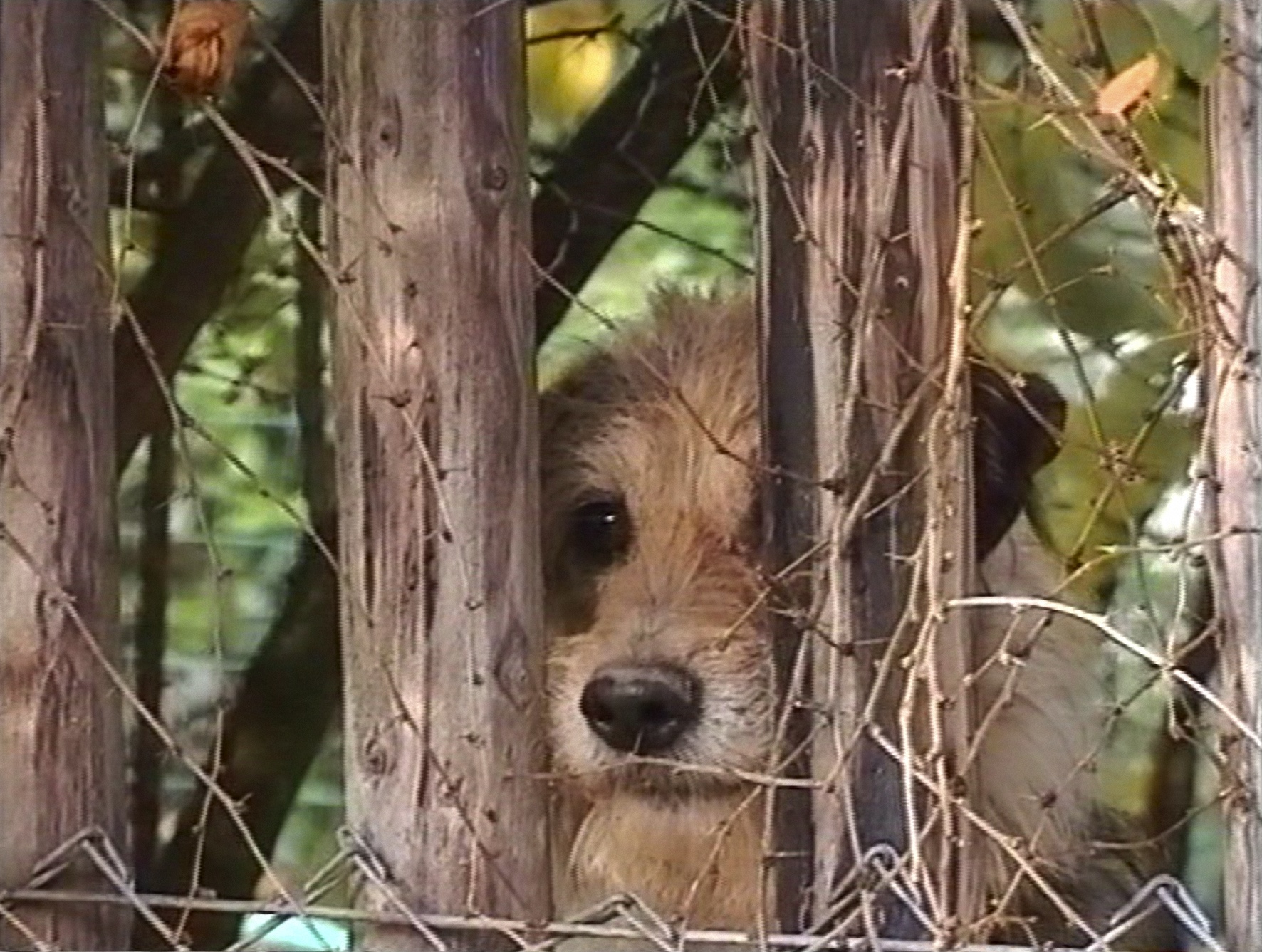 Fischli / Weiss, Hunde